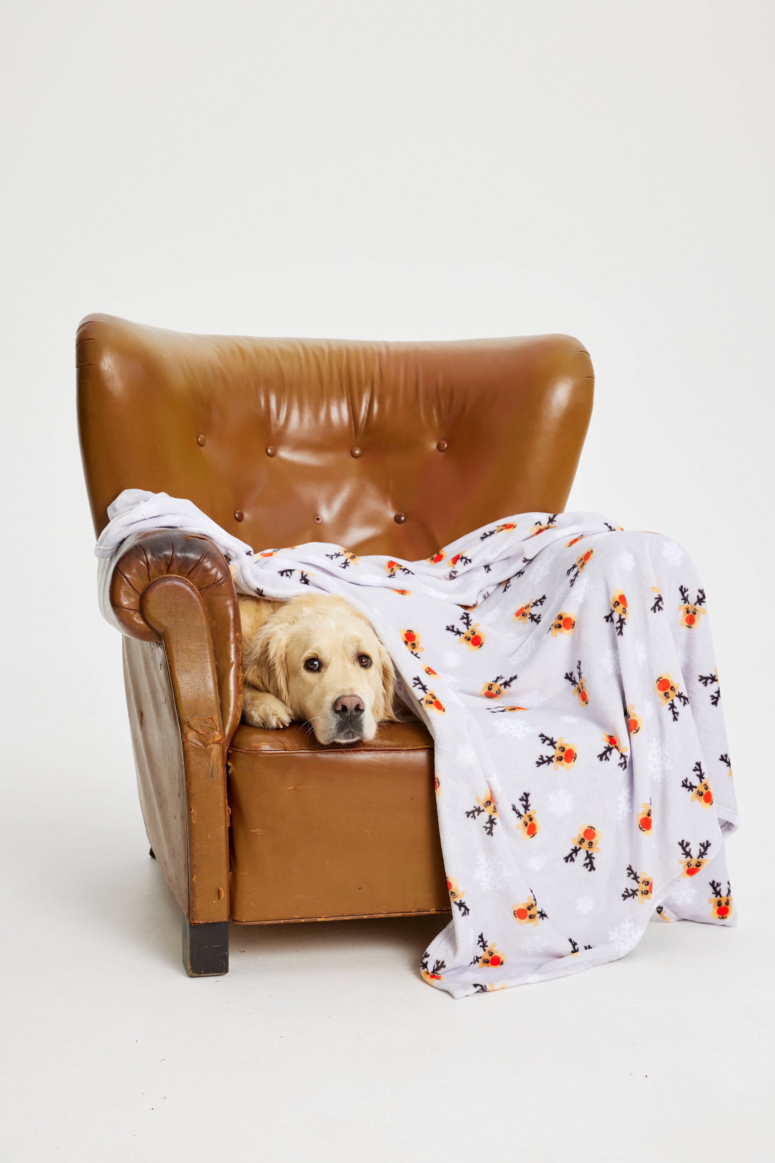 Un chien sur une chaise avec une couverture de Noël.